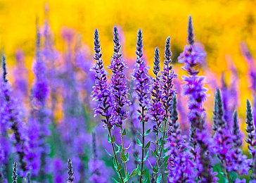 《星际争霸》发行及新作开发权引韩国四大游戏公司争夺